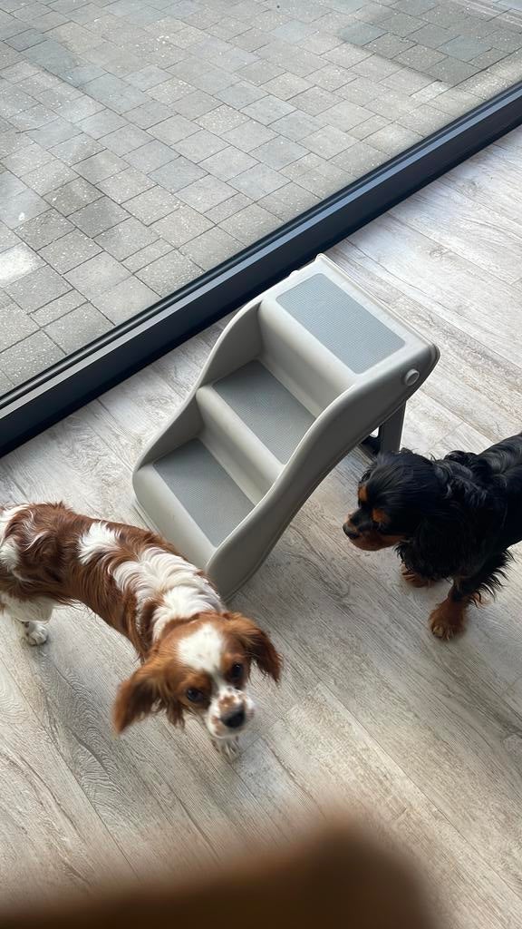 Piège à chien 25€, Animaux & Accessoires, Colliers & Médailles pour chiens, Enlèvement