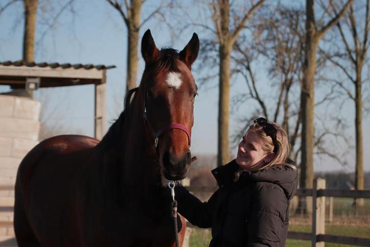 Gezocht: ruiter om paard zadelmak te maken!, Dieren en Toebehoren, Paarden, Merrie, Zadelmak