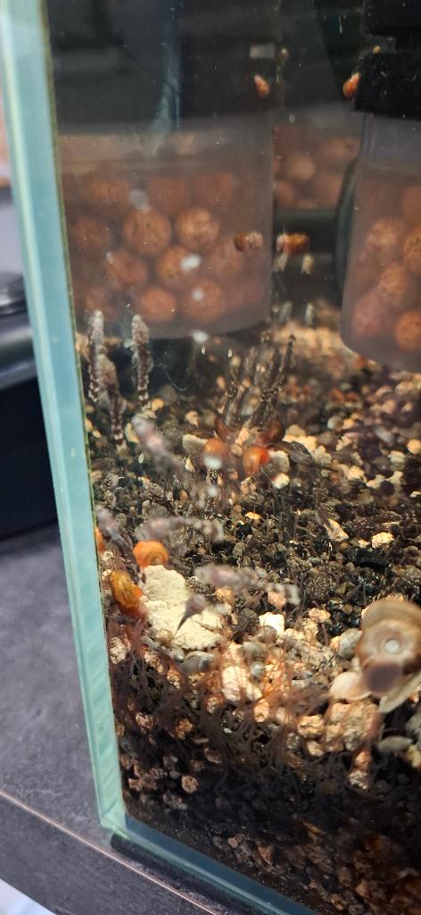 Baby Ancistrusjes, Animaux & Accessoires, Poissons | Poissons d'aquarium, Poisson d'eau douce, Autres types