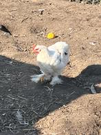 Haan, Dieren en Toebehoren, Pluimvee, Mannelijk, Kip