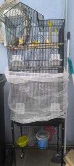 ​Grote Volière (160cm) + 4 Gezonde Kanaries 3 poppen & 1 man, Plusieurs animaux, Canari de couleur