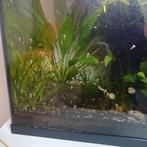 Aquarium met planten, Animaux & Accessoires, Enlèvement