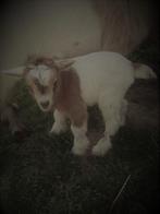 2 super tamme miekes, Dieren en Toebehoren, Vrouwelijk, Geit