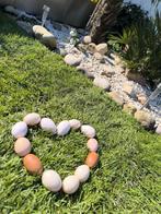 Broedeieren te verkrijgen kalkoen, Enlèvement