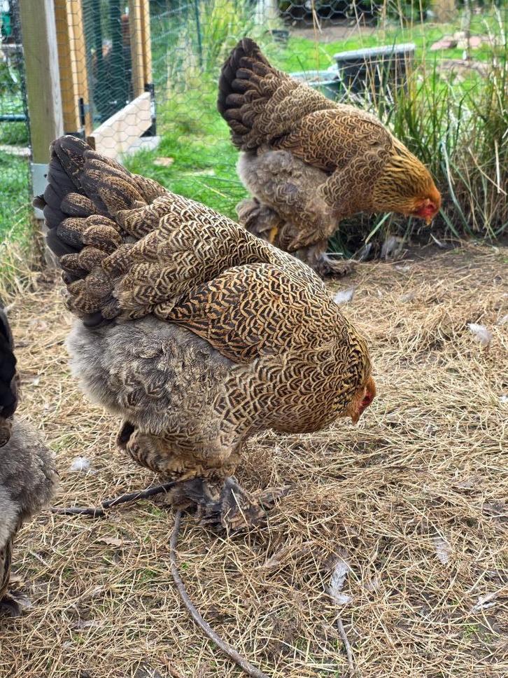 Brahma meerzomig patrijs - goudpatrijs GERESERVEERD, Dieren en Toebehoren, Pluimvee, Kip, Vrouwelijk
