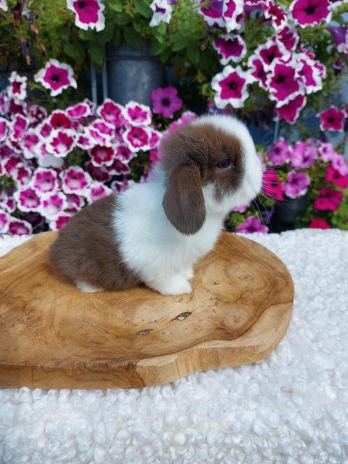2 minilop rammetjes, Dieren en Toebehoren, Konijnen