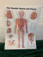 Poster the vascular system and vicera, het vaatstelsel, Ne s'applique pas, Enlèvement ou Envoi, Neuf