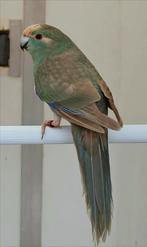 Kakariki's, Meerdere dieren, Parkiet, Geringd