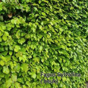 Haagplanten promo! beschikbaar voor biedingen