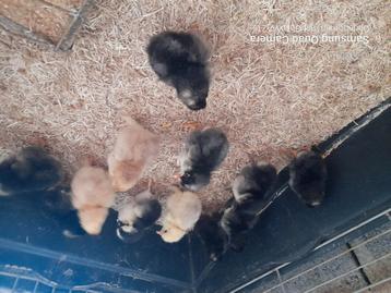 9-tal groenleggers+3 brahma colombia zalm blauw  beschikbaar voor biedingen