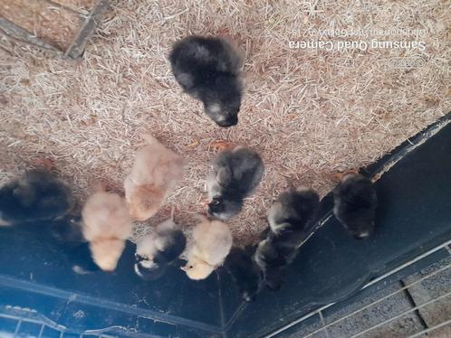 9-tal groenleggers+3 brahma colombia zalm blauw, Dieren en Toebehoren, Pluimvee