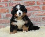 Berner Sennen pups, Dieren en Toebehoren, Honden | Bulldogs, Pinschers en Molossers, België, CDV (hondenziekte), Meerdere, Meerdere dieren