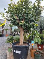 Citrus citroen - citroenboom, Citroenboom, Ophalen