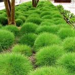 Festuca soorten, Ophalen, Siergrassen