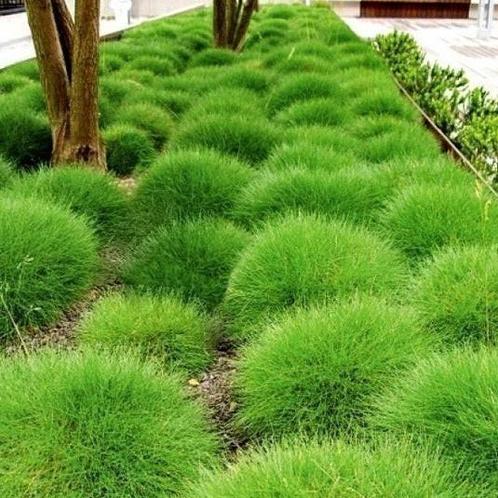 Festuca soorten, Tuin en Terras, Planten | Tuinplanten, Siergrassen, Ophalen