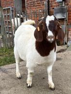 Chèvre boer avec pédigré, Femelle, Chèvre, 0 à 2 ans