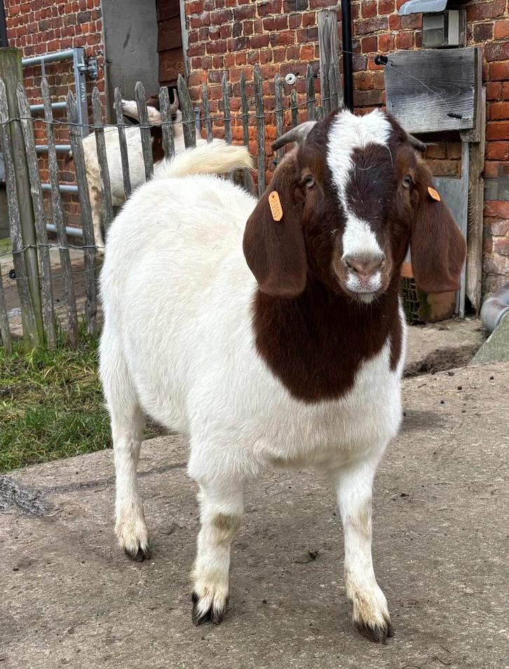 Boergeit mieke met stamboek, Dieren en Toebehoren, Schapen, Geiten en Varkens, Geit, Vrouwelijk, 0 tot 2 jaar