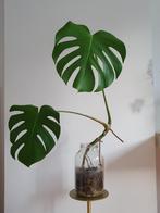 Mooie plant met bokaal, Tuin en Terras, Ophalen