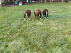 3 jonge zwartbles rammen, Dieren en Toebehoren