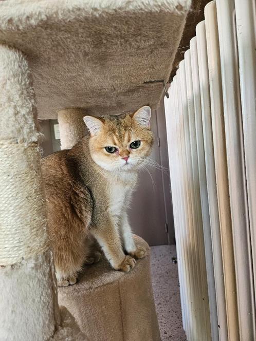 Brits korthaar Black Golden shaded, Dieren en Toebehoren, Katten en Kittens | Raskatten | Korthaar, 0 tot 2 jaar, Gechipt, Ontwormd