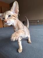 Oosterse korthaar, Kater, Gechipt, 0 tot 2 jaar