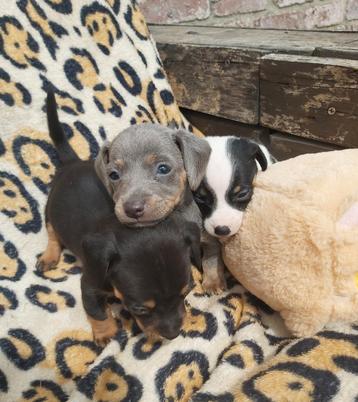 Mooie Jack Russel puppy s , !! beschikbaar voor biedingen