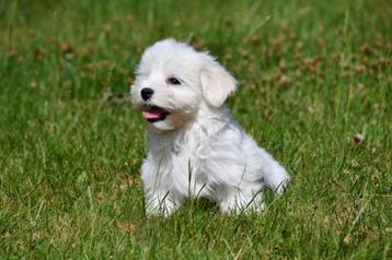 Maltezer pup te koop / teefje beschikbaar voor biedingen