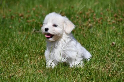 Maltezer pup te koop / teefje, Dieren en Toebehoren, Honden | Chihuahua's en Gezelschapshonden, Teef, Maltezer, Fokker | Professioneel