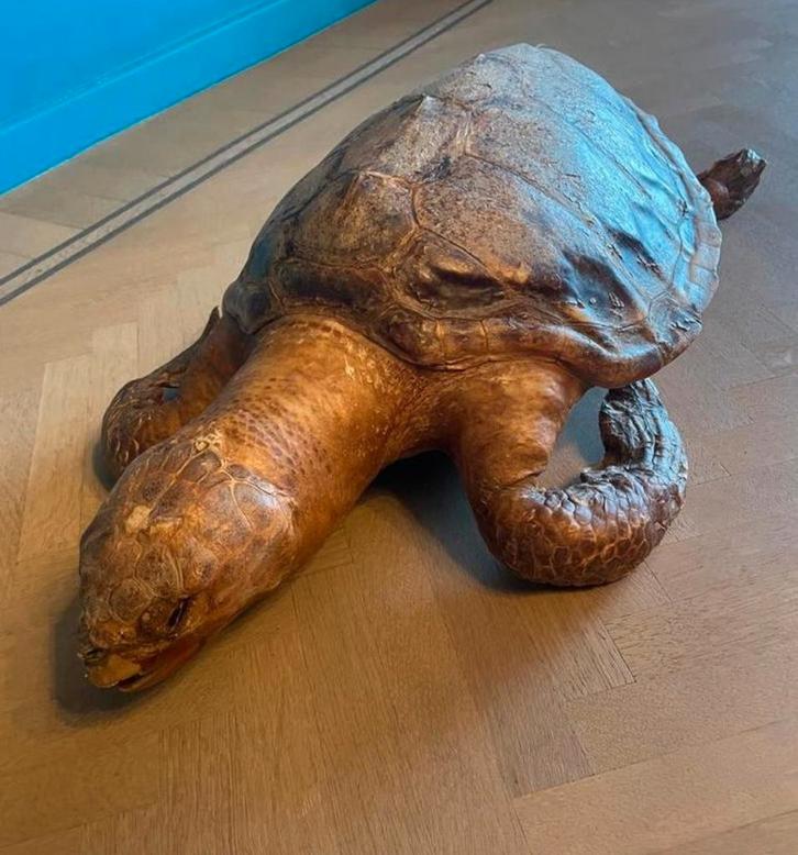 Grote Antieke Opgezette Schildpad L 73 CM Te Koop Intermassa, Antiquités & Art, Curiosités & Brocante, Enlèvement