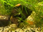Platy’s, Dieren en Toebehoren, Vis, Zoetwatervis