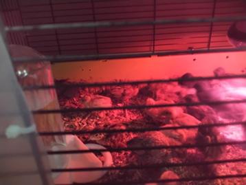 Chinese Dwergkwartels  beschikbaar voor biedingen