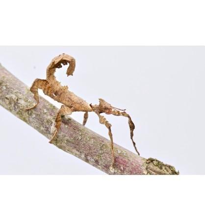 Phasmes scorpion, Dieren en Toebehoren, Transportboxen, Zo goed als nieuw, Ophalen of Verzenden