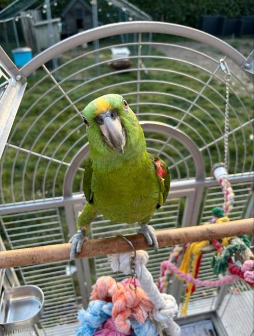 Geelnekamazone, Dieren en Toebehoren, Vogels | Parkieten en Papegaaien, Papegaai, Mannelijk, Pratend, Tam, Geringd