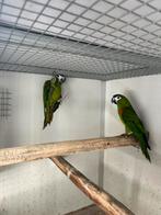 nobilis ara, zwartkop en roestkop caique, Dieren en Toebehoren, Vogels | Parkieten en Papegaaien, Meerdere dieren, Papegaai, Geringd