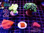 Koralen zeeaquarium , rifaquarium , zoutwater koraal, Dieren en Toebehoren, Overige Dieren