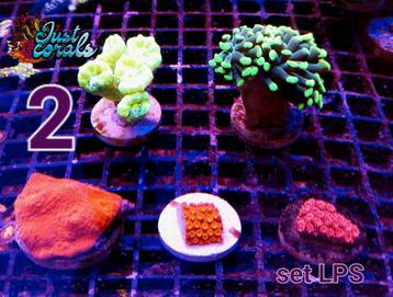 Koralen zeeaquarium , rifaquarium , zoutwater koraal