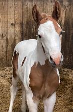 APHA American Paint Horse hengst veulen en drachtige merrie, Westernpaard, Meerdere dieren, Gechipt, Minder dan 160 cm