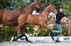 Merrieveulen uit stam Urano de Cartigny, Dieren en Toebehoren, Paarden, Merrie, Z, Springpaard