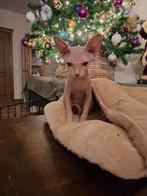 Sphynx, Dieren en Toebehoren, Meerdere dieren, Kortharig, 0 tot 2 jaar