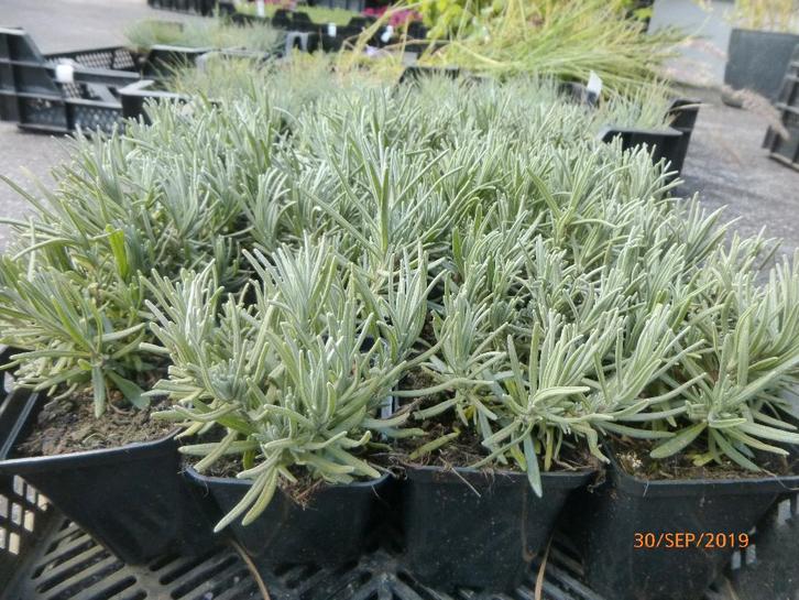 Lavande odorante, Jardin & Terrasse, Plantes | Arbustes & Haies, Enlèvement