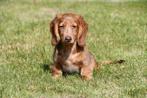 Langharige Teckel pup te koop, Dieren en Toebehoren, 15 weken tot 1 jaar, Reu, Buitenland, CDV (hondenziekte)