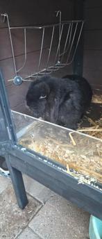 Hangoorkonijntjes gratis, Dieren en Toebehoren