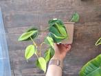 Philodendron brasil nr 38, Ophalen