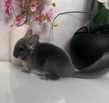 Chinchilla beschikbaar voor biedingen