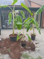Musa blue java, Tuin en Terras, Ophalen