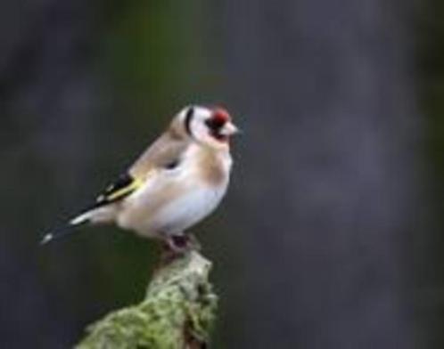 distelvink, Dieren en Toebehoren, Vogels | Overige Vogels, Wildzangvogel, Vrouwelijk, Tam, Geringd