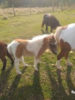 Kleur ! Shetland hengsten en oudere merrie, Dieren en Toebehoren, Hengst