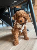 Poedel, Dieren en Toebehoren, Honden | Chihuahua's en Gezelschapshonden, Poedel, België, Particulier, 8 tot 15 weken