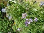 Biologische Bijenbrood Phacelia Zaden, Ophalen of Verzenden
