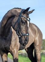 LeMieux Arika Drop Hoofdstel Zwart Cob Sale gratis verzendin, Enlèvement ou Envoi, Dressage, Neuf